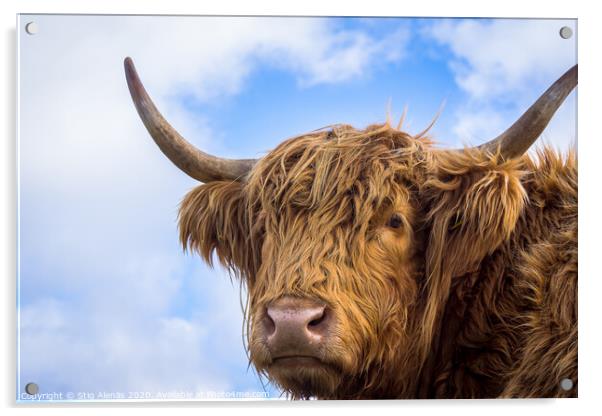 Brown long hair highland cow  Acrylic by Stig Alenäs