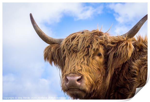 Brown long hair highland cow  Print by Stig Alenäs