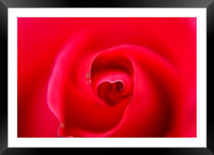 heart of a rose Framed Mounted Print by rachael hardie