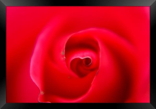heart of a rose Framed Print by rachael hardie