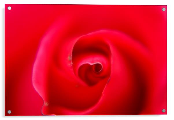 heart of a rose Acrylic by rachael hardie