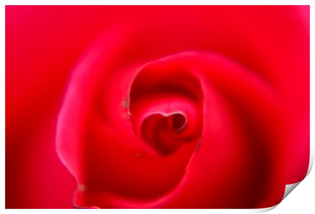 heart of a rose Print by rachael hardie