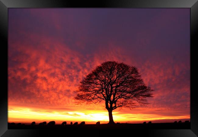 Cotswold Dawn Framed Print by Simon Johnson