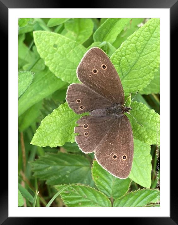 Ringlet butterfly (Aphantopus hyperantus) Framed Mounted Print by Gaynor Ball
