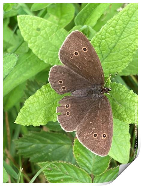 Ringlet butterfly (Aphantopus hyperantus) Print by Gaynor Ball