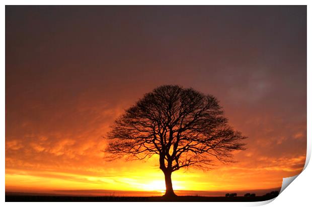 Sunrise tree Print by Simon Johnson