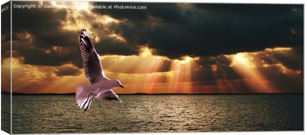 Silver Gull and Golden Sunbeams. Canvas Print by Geoff Childs