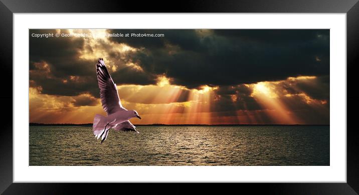 Silver Gull and Golden Sunbeams. Framed Mounted Print by Geoff Childs
