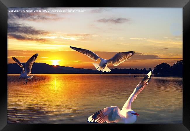 Seagulls in a golden sunrise waterscape. Framed Print by Geoff Childs