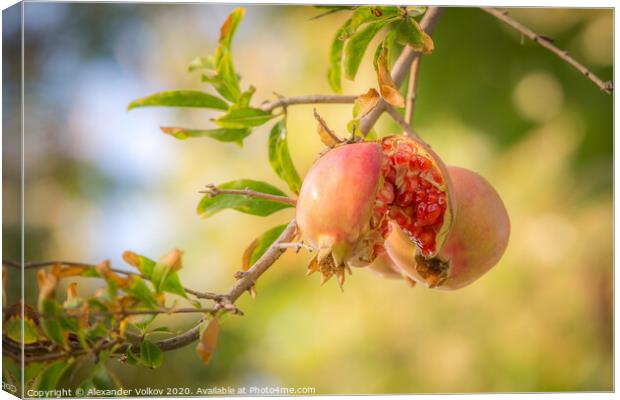 Juicy pomegranate Canvas Print by Alexander Volkov