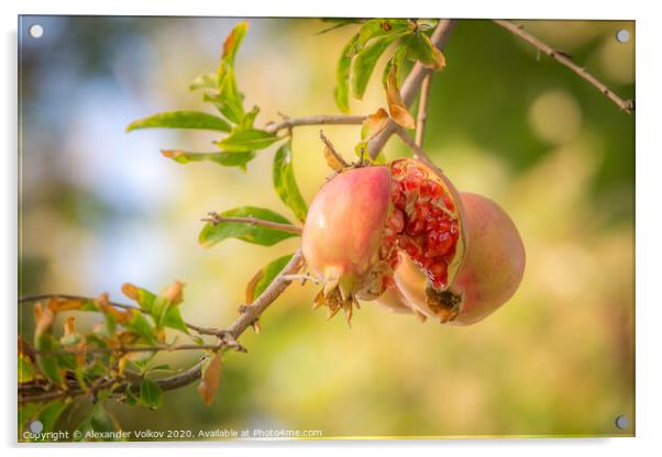 Juicy pomegranate Acrylic by Alexander Volkov