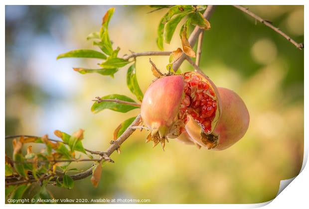 Juicy pomegranate Print by Alexander Volkov
