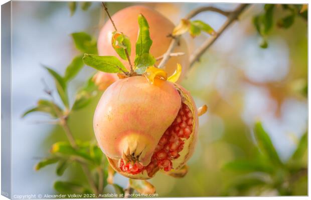 Juicy pomegranate Canvas Print by Alexander Volkov