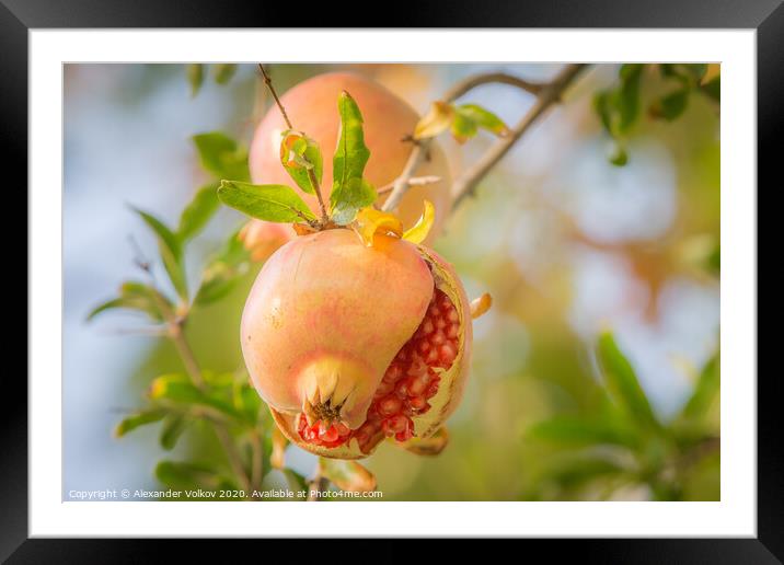 Juicy pomegranate Framed Mounted Print by Alexander Volkov