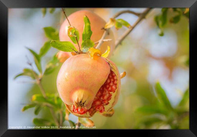Juicy pomegranate Framed Print by Alexander Volkov