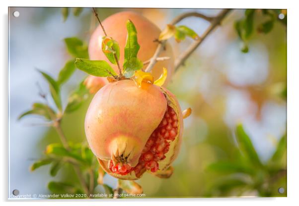 Juicy pomegranate Acrylic by Alexander Volkov