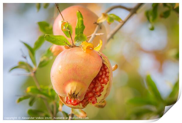 Juicy pomegranate Print by Alexander Volkov