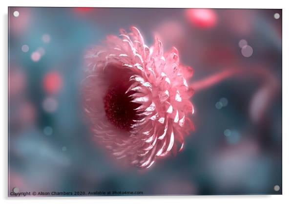 Everlasting Flower Acrylic by Alison Chambers