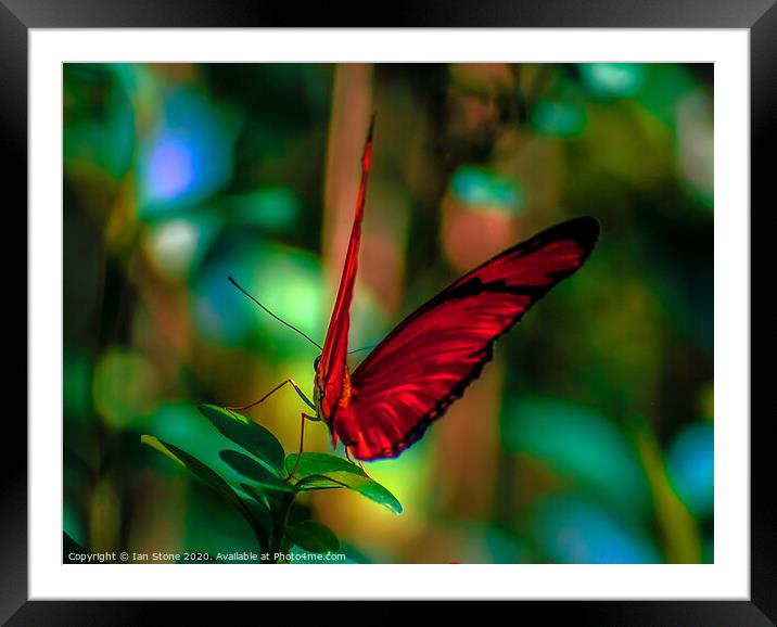 Radiant Wings Framed Mounted Print by Ian Stone