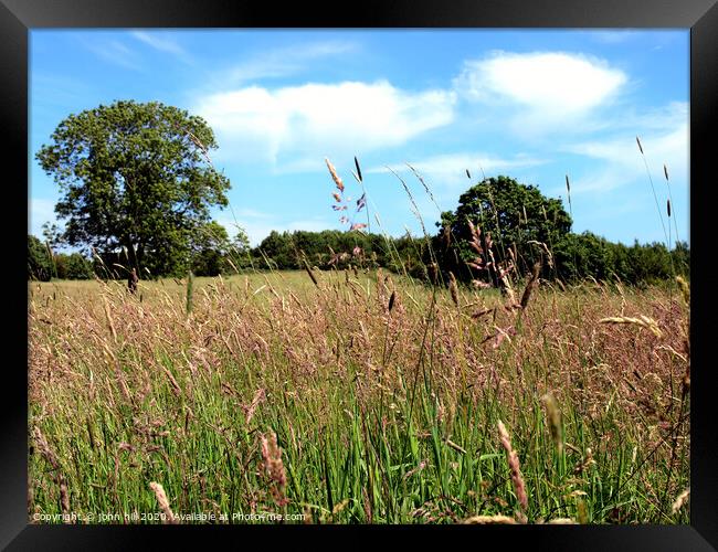Wild Grass Meadow. Framed Print by john hill