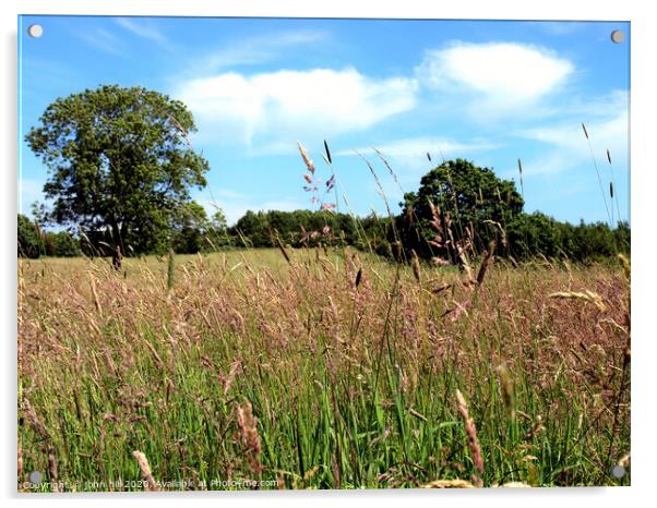 Wild Grass Meadow. Acrylic by john hill