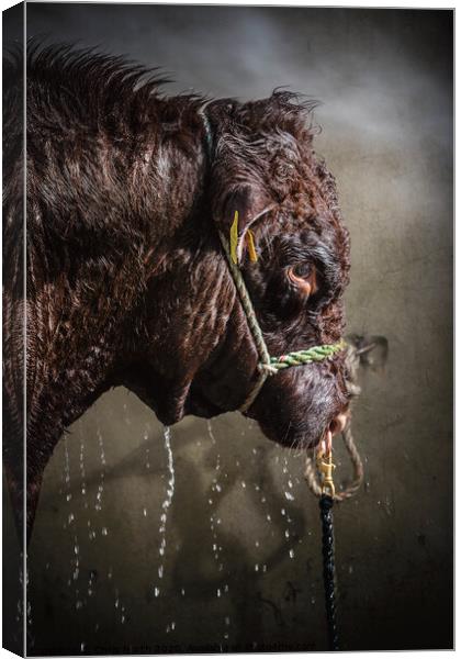 Bull power shower. Canvas Print by Chris North