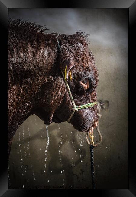 Bull power shower. Framed Print by Chris North