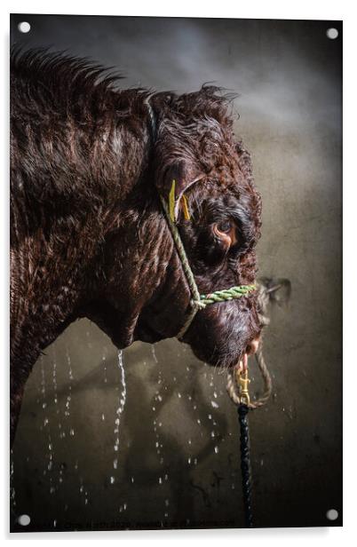 Bull power shower. Acrylic by Chris North