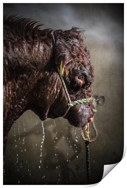 Bull power shower. Print by Chris North