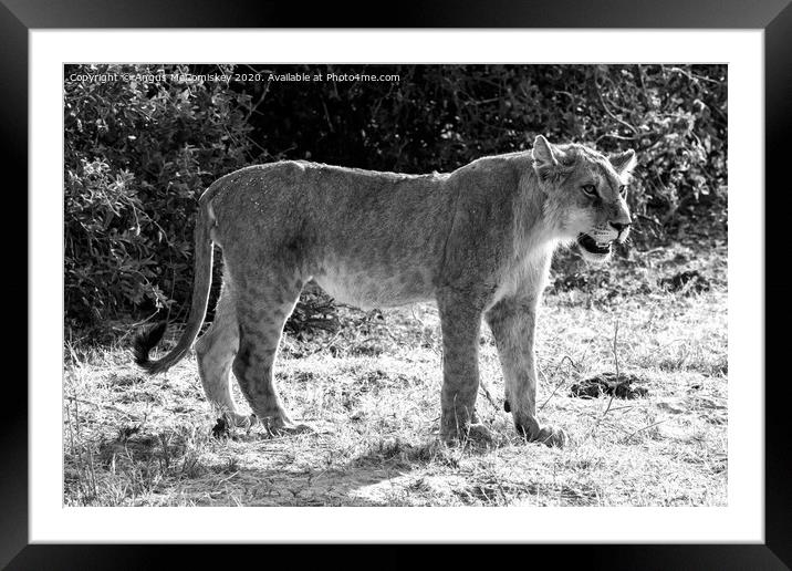 Watchful young male African lion, Botswana mono Framed Mounted Print by Angus McComiskey
