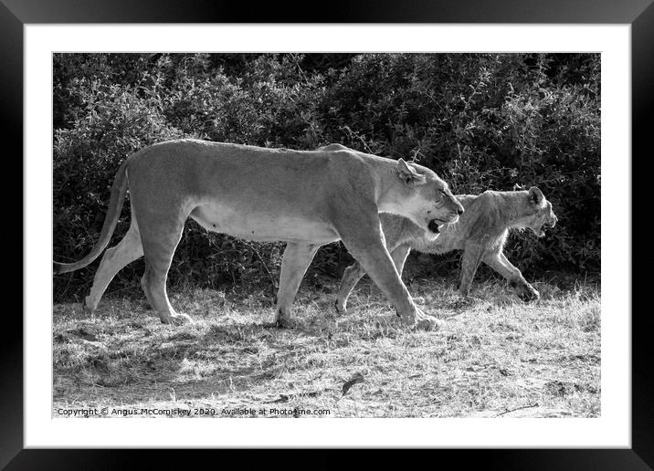 Lions on the prowl in Botswana mono Framed Mounted Print by Angus McComiskey