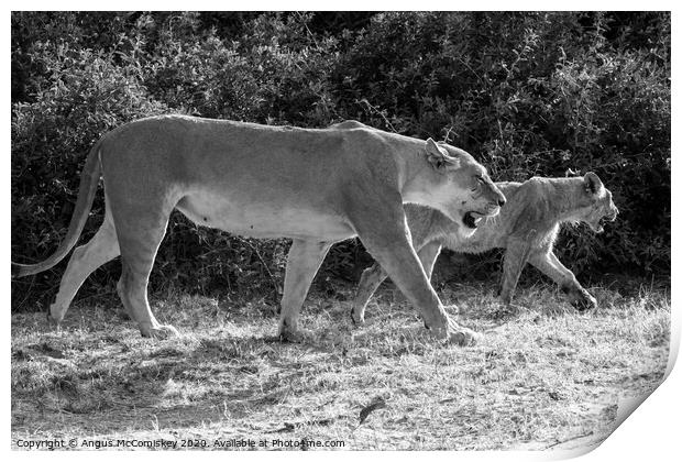 Lions on the prowl in Botswana mono Print by Angus McComiskey