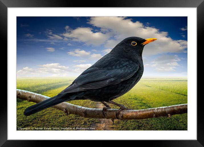 Mr Blackbird UK Framed Mounted Print by Adrian Evans
