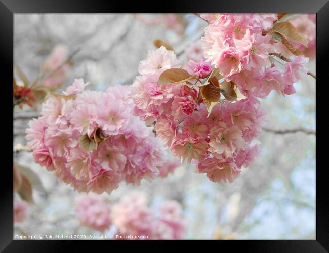 Pink cherry blossom in full bloom Framed Print by Iain McLeod