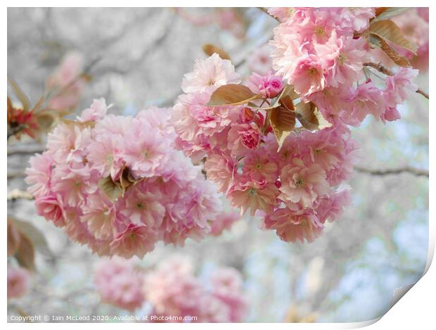 Pink cherry blossom in full bloom Print by Iain McLeod