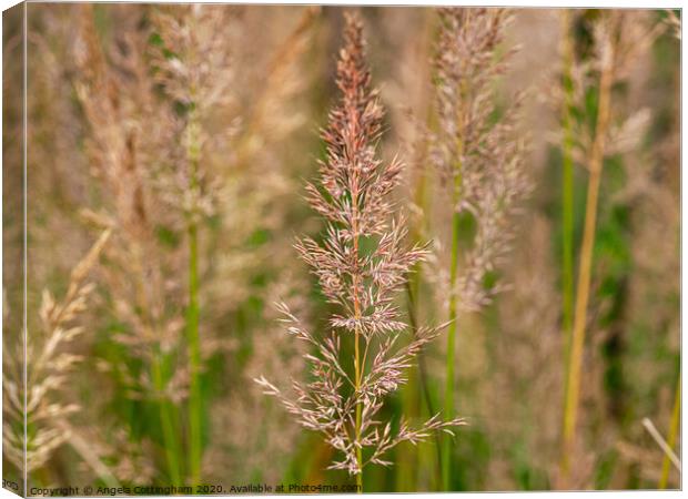 Korean feather reed grass Canvas Print by Angela Cottingham