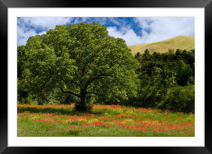 The Poppy Tree Framed Mounted Print by Jacqi Elmslie