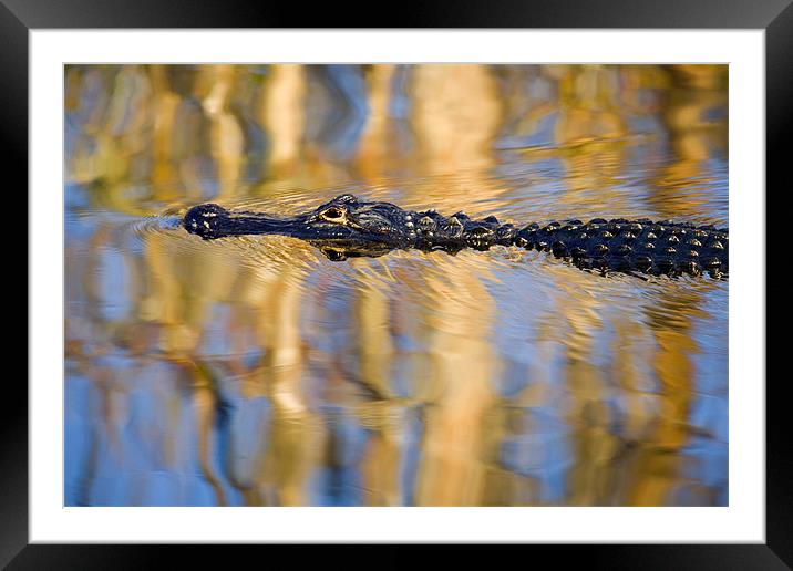 Lethal Reflection  Framed Mounted Print by Mike Dawson
