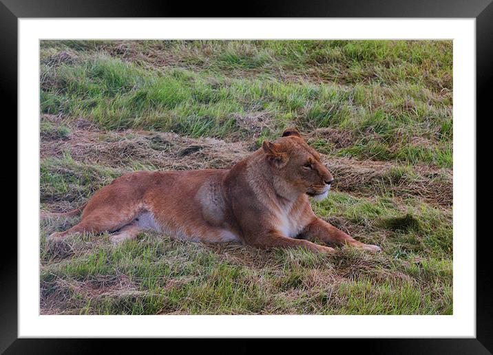 Lioness Watching Over Her Cubs Framed Mounted Print by kelly Draper