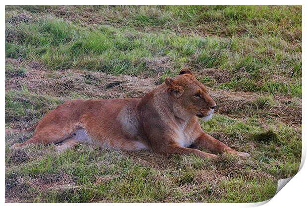 Lioness Watching Over Her Cubs Print by kelly Draper