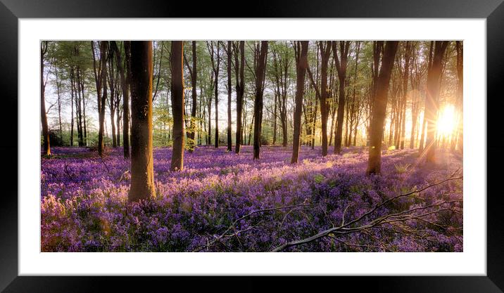 Bluebell forest alive at sunrise Framed Mounted Print by Simon Bratt LRPS