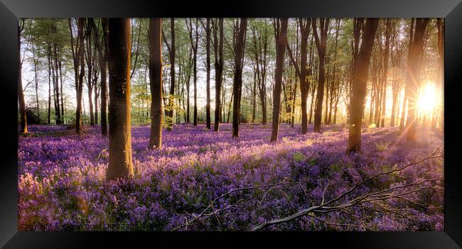 Bluebell forest alive at sunrise Framed Print by Simon Bratt LRPS