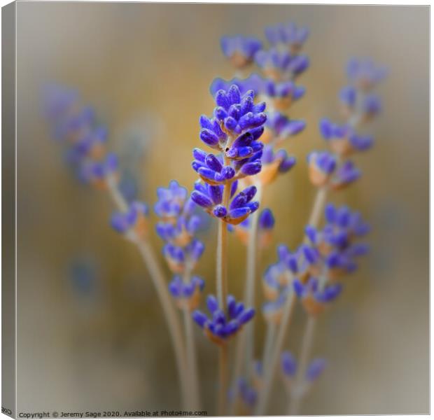 Aromatic Lavender in Kent Canvas Print by Jeremy Sage