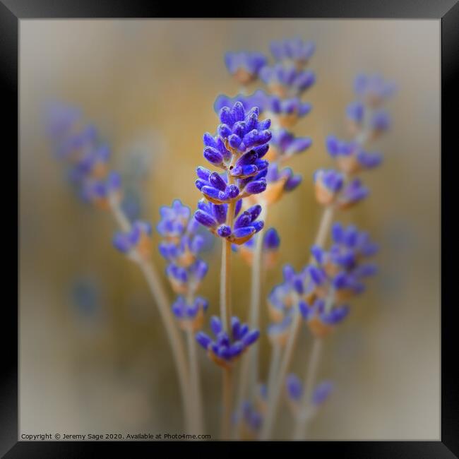 Aromatic Lavender in Kent Framed Print by Jeremy Sage