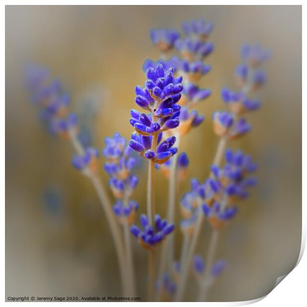 Aromatic Lavender in Kent Print by Jeremy Sage