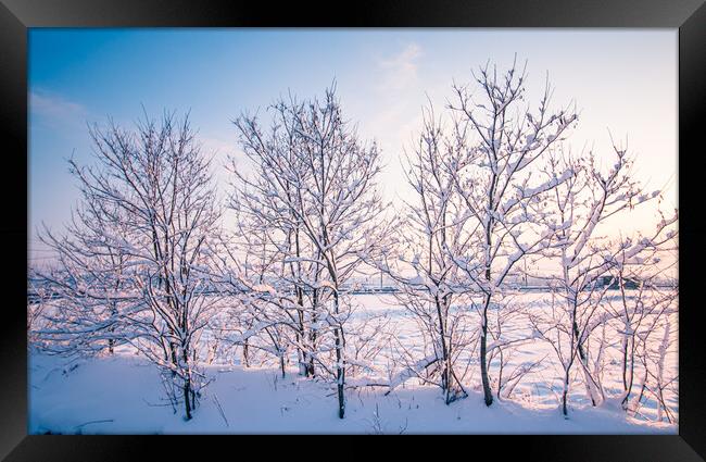 snow coverd tree Framed Print by Ambir Tolang