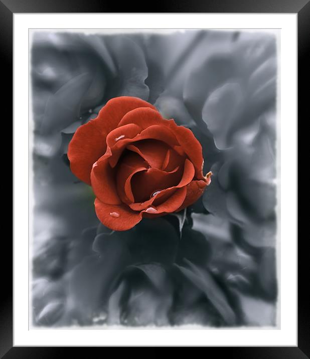 Raindrops on Roses Framed Mounted Print by richard downes