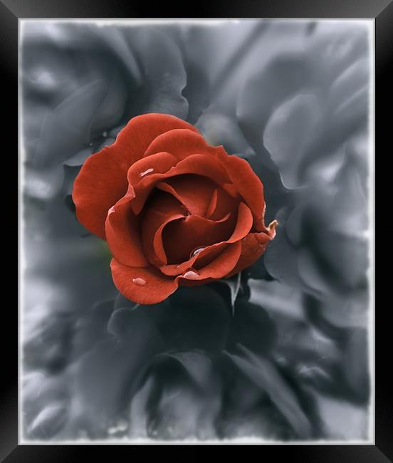 Raindrops on Roses Framed Print by richard downes