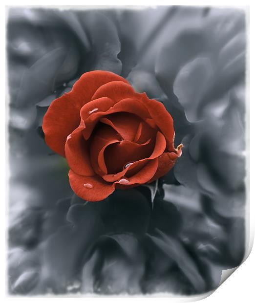 Raindrops on Roses Print by richard downes