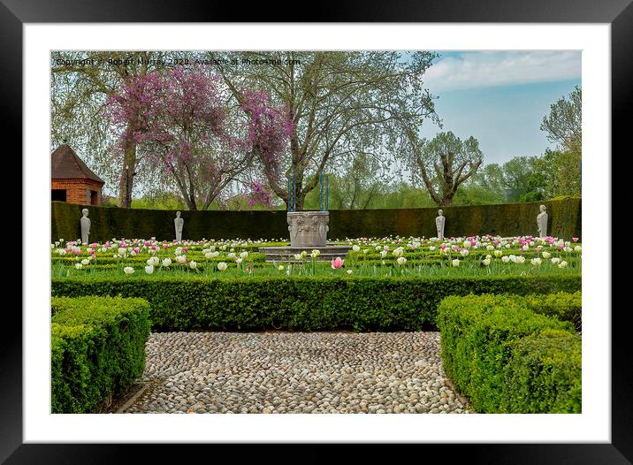 Tulip Parterre 2 Framed Mounted Print by Robert Murray